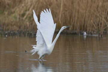 Great White Egret (Ardea alba) taking off from water in the marshland of the Somerset Levels, United Kingdom.