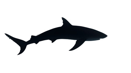 Obraz premium A dramatic shark silhouette, with its distinct shape and features, isolated against a clean white background.