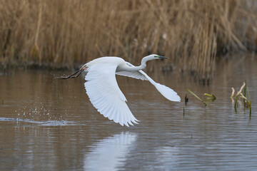 Great White Egret (Ardea alba) taking off from water in the marshland of the Somerset Levels, United Kingdom.