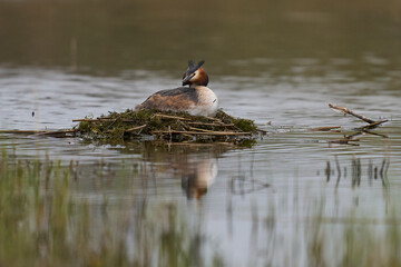 Great Crested Grebe (Podiceps cristatus) on a nest set amongst reeds at Ham Wall in Somerset, United Kingdom.
