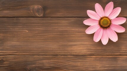 Flower wooden board weather. A delicate pink flower rests on a rustic wooden surface, creating a serene and natural aesthetic.