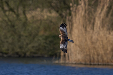Marsh Harrier (Circus aeruginosus) hunting over a reedbed in the Somerset Levels in the United Kingdom