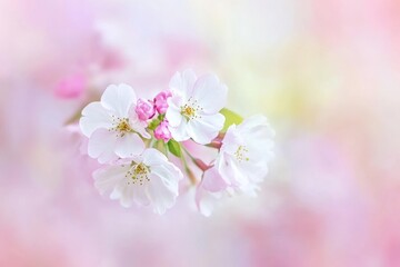 Obraz premium Delicate Cherry Blossom Flowers with Soft Pastel Background in Spring Bloom.
