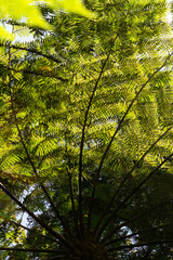 Vivid  fern green leaves illuminated by the warm light of the sun, casting delicate shadows and highlighting the intricate veins. 