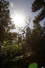 Fototapeta premium A beautiful tree standing in the foreground of a golden sun setting in the garden of Funchal, Madeira.