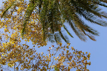 A picturesque scene where trees with vibrant yellow leaves stand alongside tall palms, all set against a brilliant blue sky. 