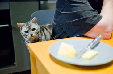 cat looking at the plate with cheese