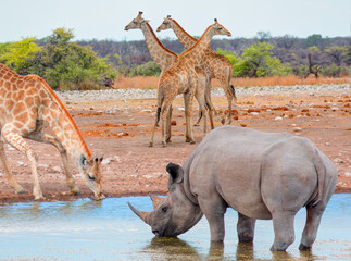 A rhino is drinking water in a small lake - Giraffe family walking in the Etosha park - Etosha National Park, Namibia, Africa 