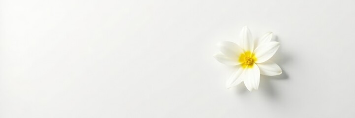 Obraz premium A single white flower on a blank white background, bloom, solo