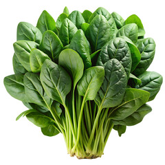 Fresh Bunch of Green Spinach Leaves Ready to Cook Healthy Food