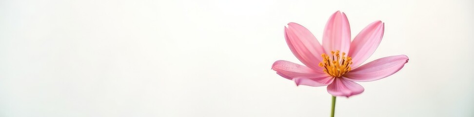 Fototapeta premium Isolated flower on white background with soft focus, blur, focus