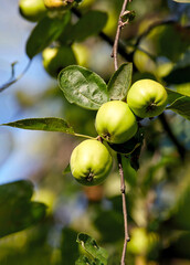 three green apples ripening on a tree branch