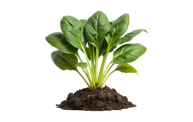 A vibrant young spinach plant thriving in rich dark soil against a clean white background