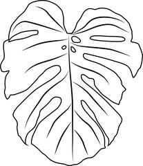 Patterned Foliage: Artistic Variegation on Monstera Leaf