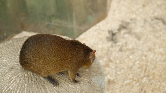 A mongoose moves gracefully while scavenging on a rocky surface within its natural environment, showcasing its elegance