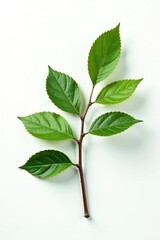 A branch isolated on a white background with subtle texture and shading, neutral, foliage, nature