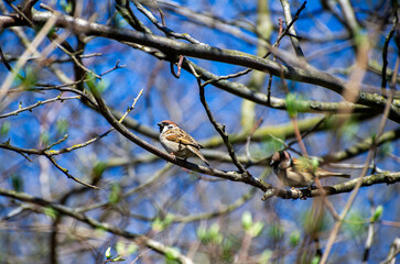 sparrows on the tree branch