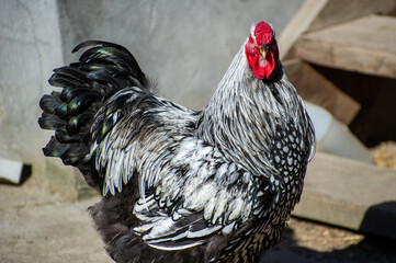 portait of a rooster in the farm