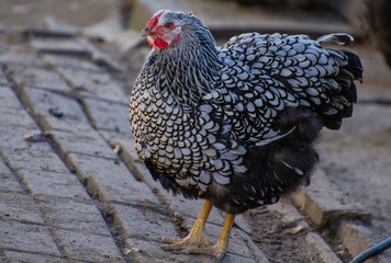 chicken in the farm