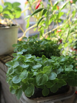 Potted Green Herbs in Natural Light