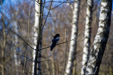 magpie on the birch tree in the park