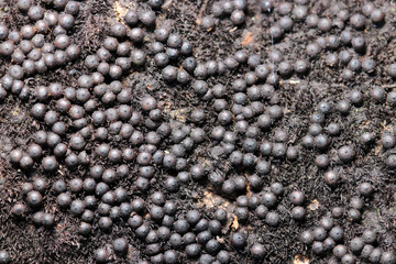 小さな黒い粒々がビッシリと着生するグロなカタツブタケ属キノコの群体アップ（ストロボマクロ撮影）