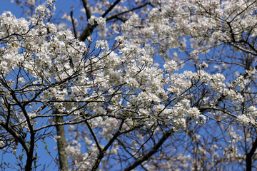 春の澄んだ明るい青空をバックに白い桜花が満開に咲く枝振りが拡がる爽やかな風景。