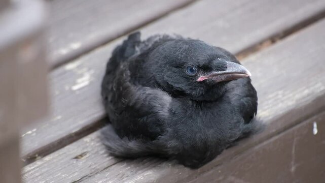 A crow is a bird of the genus Corvus, or more broadly, a synonym for all of Corvus. The word "crow" is used as part of the common name of many species.