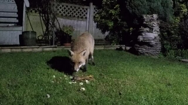 The red fox is the largest of the true foxes and one of the most widely distributed members of the order Carnivora.