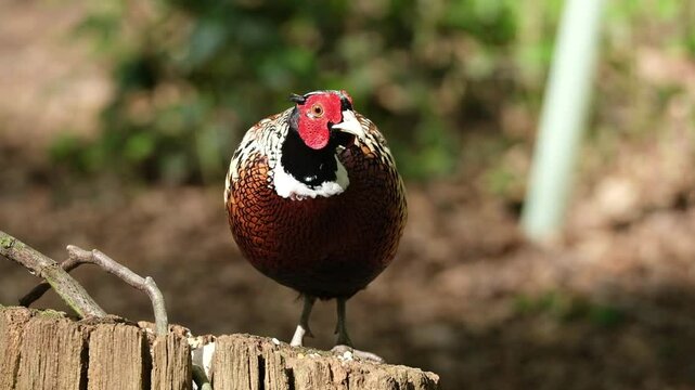 Pheasants are birds of several genera within the family Phasianidae in the order Galliformes.