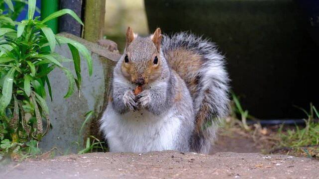 The eastern gray squirrel, also known, particularly outside of the United States, as simply the grey squirrel, is a tree squirrel in the genus Sciurus.