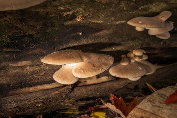 Champignons