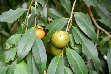 Fruits of Diospyros gracilis Fletcher tree in the garden.