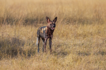 African Wild Dog baby, Lycaon pictus, african painted dog staring directly at camera. Moremi game reserve, Botswana. Low angle photo, african wildlife theme.