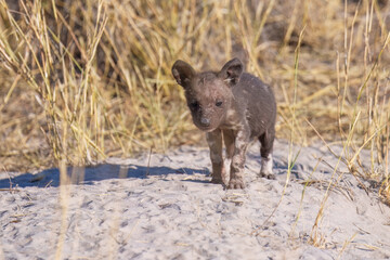 African Wild Dog baby, Lycaon pictus, african painted dog staring directly at camera. Moremi game reserve, Botswana. Low angle photo, african wildlife theme.