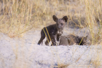African Wild Dog baby, Lycaon pictus, african painted dog staring directly at camera. Moremi game reserve, Botswana. Low angle photo, african wildlife theme.