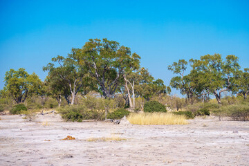 Typical large Acacia tree in the open savanna plains of East Africa, Botswana, dry grass in the...