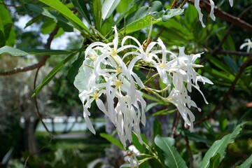 White plumeria flowers in the park
