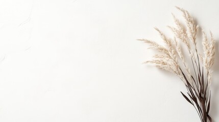 Minimalist dried pampas grass arrangement