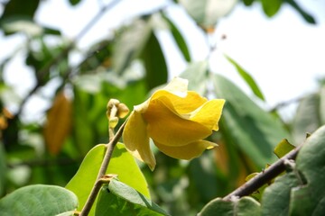 Close-up of white flower of Nom maeo (Rauwenhoffia siamensis).