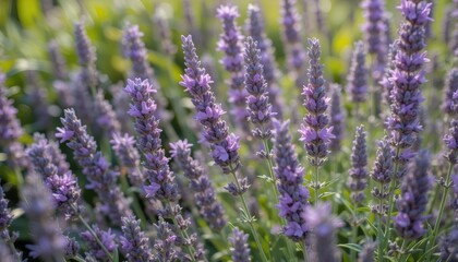 Naklejka premium Sunlit Lavender Field Charming Purple Flowers and Lush Green Foliage