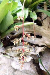 Fruits of Vriesea splendens in the garden