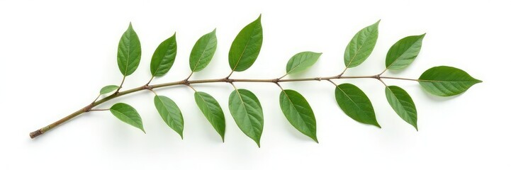 Fototapeta premium A single branch with leaves isolated on a white background, botanical, nature, elegant