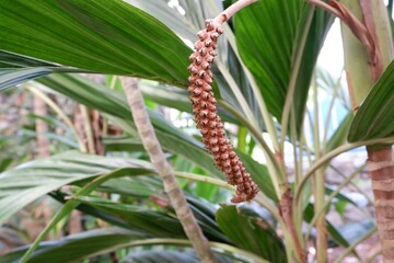 The fruit of the palm tree, which has an exotic appearance