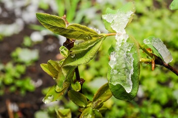 Green leaves with snow clinging to them, depicting an unexpected spring weather scene.