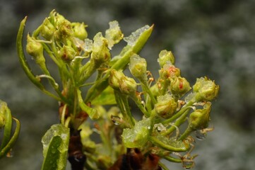 A close-up shot shows spring blossoms covered in icy frost after a sudden snow shower.