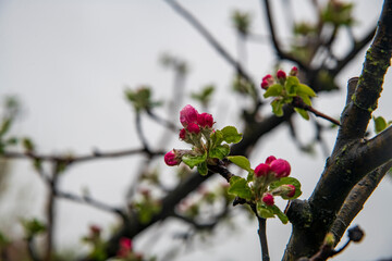 Apple blossoms in bad weather conditions