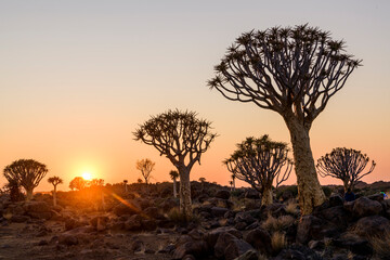 Silhouettes of Quiver Tree Forest at Sunrise, Namibia, Africa