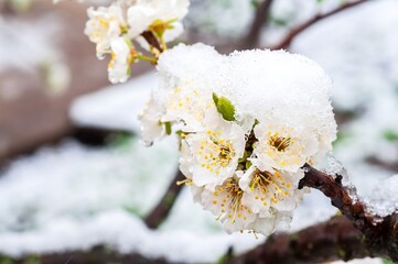 Spring blossoms dusted with snow, a surprising scene of natural beauty.
