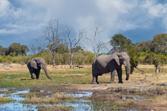 A group of elephant families go to the water's edge for a drink - African elephants standing near lake in Botswana at beautiful African Sunset.  - Powered by Adobe